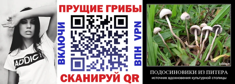 Купить закладки  Новопавловск  Псилоцибиновые грибы Cubensis 